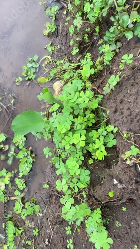 Green plants growing on the wet ground