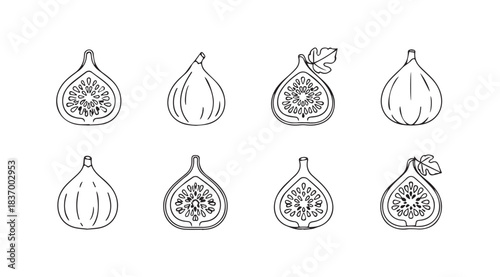 Hand drawn sketch collection of ripe figs whole and halved fruit botanical art vector