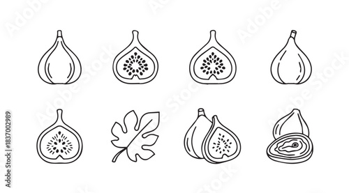Delicate hand-drawn outline illustrations of fresh figs and leaf in black and white sketch style vector