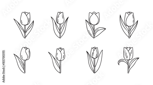 Set of sketchy tulip flower outlines hand drawn floral elements for spring and summer designs vector