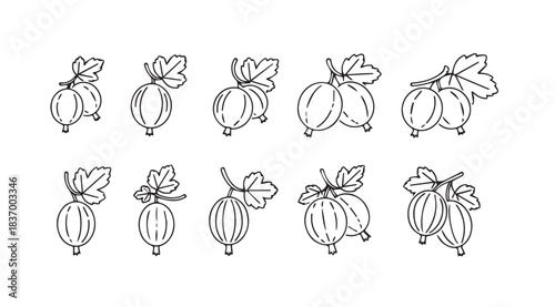 Hand drawn sketch collection of fresh ripe gooseberries with green leaves for natural design elements vector