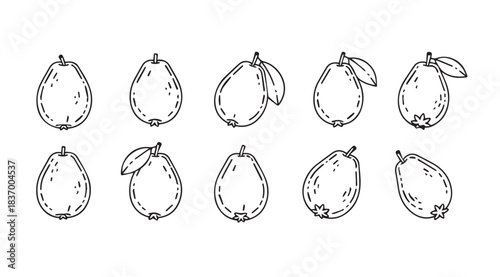 Hand drawn sketch collection of fresh guava fruits with leaves diverse poses and angles vector