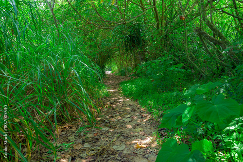  木々の枝が織りなす石垣島の自然豊かな南国の森の風景