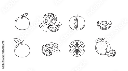 Hand drawn line art citrus fruit elements whole and sliced oranges tangerines and mandarins vector
