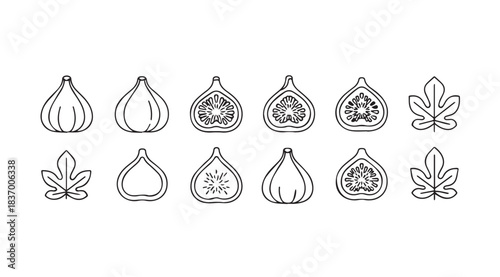 Hand drawn sketch collection of fresh figs whole and halved with leaves vector
