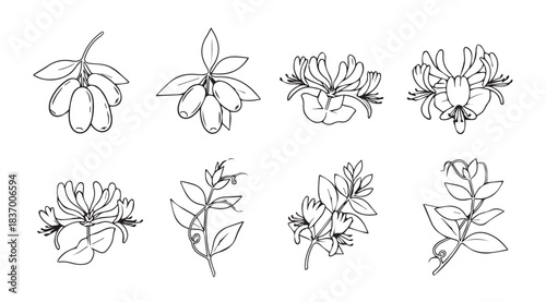 Collection of delicate botanical line drawings of flowers and leaves botanical art botanical study vector