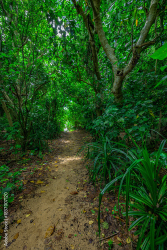  木々の枝が織りなす石垣島の自然豊かな南国の森の風景
