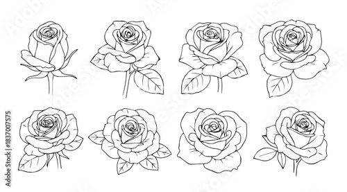 Collection of delicate hand drawn rose sketches beautifully rendered for artistic projects and designs vector