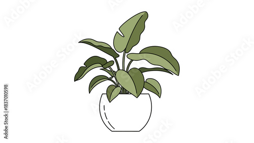 A beautiful green houseplant in a white pot with large leaves.