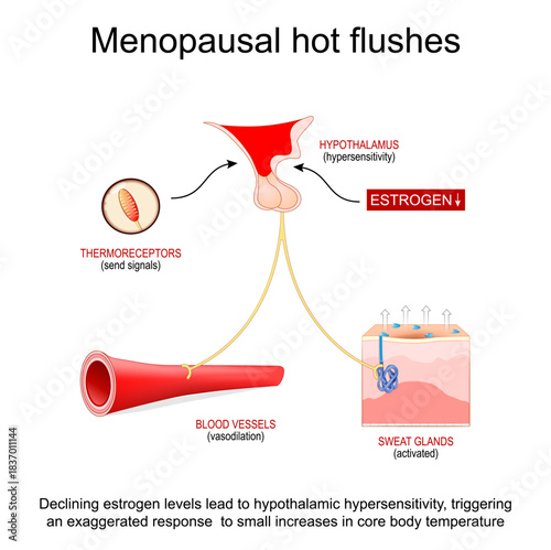 Menopausal hot flushes. Thermoregulation. Female thermoregulatory homeostasis.