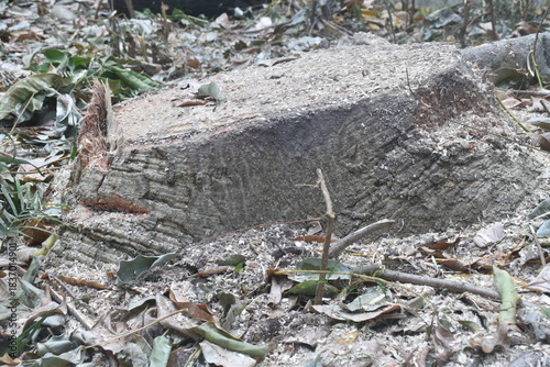 timber and wood cutting on ground deforestation problem of the world 