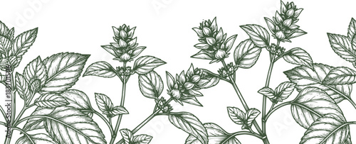Sprigs of oregano and lemon balm, black and white sketch. Vector illustration. Set of kitchen herbs and spices, seamless border pattern isolated on a white background29