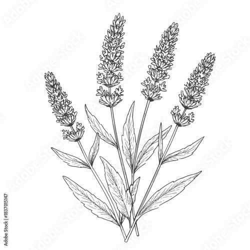 A sprig of lavender with leaves, a black and white sketch. Vector illustration. Medicinal and cosmetic herbs are isolated on a white background.45