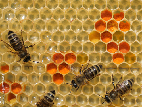 Flower Flower pollen is placed in wax combs. 
The honeycomb contains pollen and nectar.
The pollen is used as food for developing bees and also in alternative medicine. pollen is placed in wax combs.