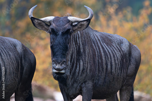Portrait of a Blue Wildebeest, also known as Gnu, looking directly at the camera.
