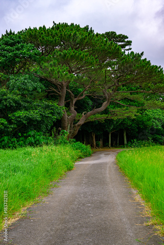  梅雨の石垣島でしっとりと輝く緑の森の風景