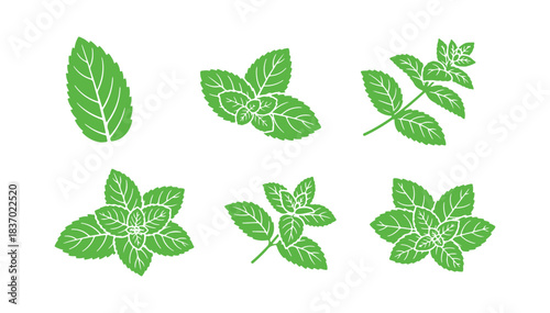 Peppermint Leaves. Fresh Mint Leaf Collection. Healing Plants and Flavorful Herbs. Green Vector Art

