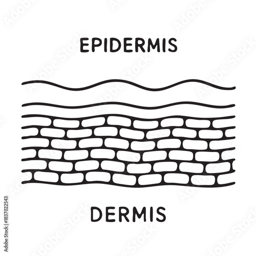 Human skin layers icon vector illustration, epidermis and dermis labeled in simple line art