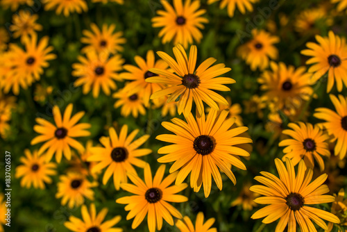 Flowers - Rudbeckia fulgida or Goldsturm in full bloom in the garden.