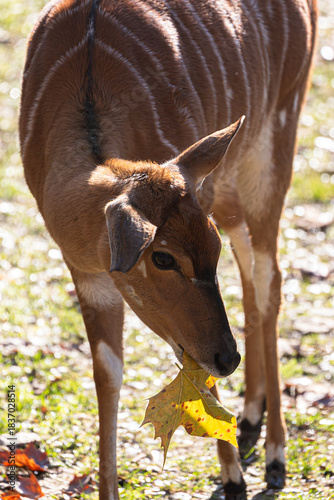 Young Nyala eating a large yellow leaf in the forest.