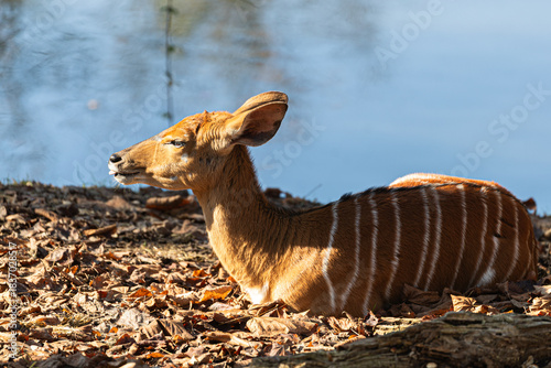 Female Nyala antelope with orange fur and white stripes.