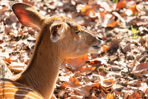Orange antelope with white stripes standing in the nature, sunny day.
