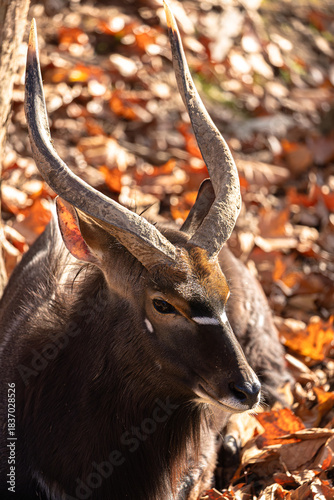Close-up of Tragelaphus angasii antelope head in autumn light.