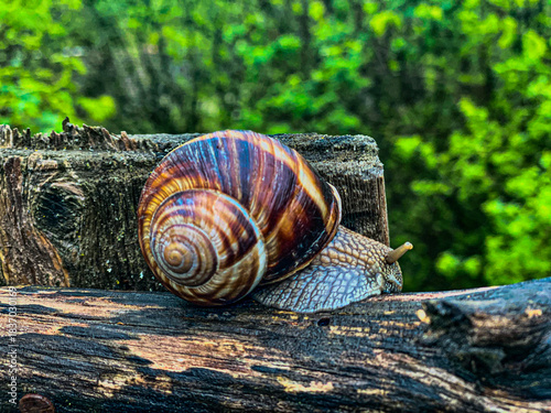 Billede på lærred snail on a wooden background