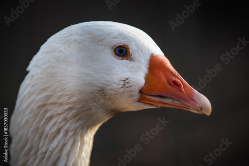 White goose with striking blue eye and vibrant orange beak in natural setting