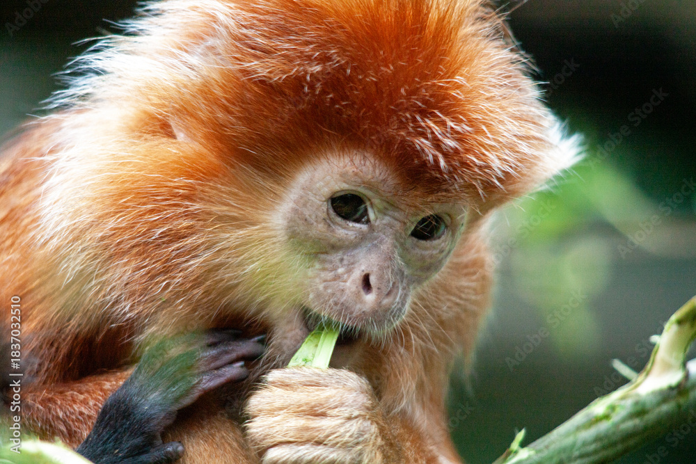 Fototapeta premium Langur de Java juvénile en gros plan 