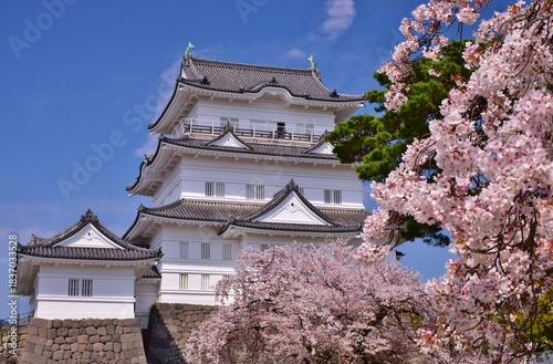小田原城　春の彩り