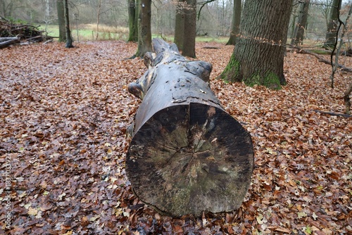 An old thick log, cut down long ago, lies in the autumn forest.