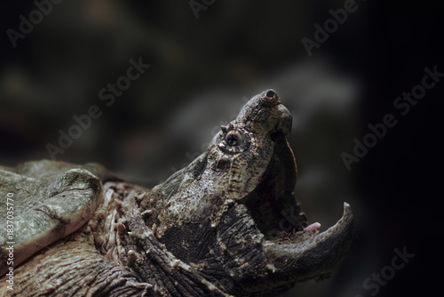 Dramatic Portrait of an Alligator Snapping Turtle with its Mouth Open in Defense