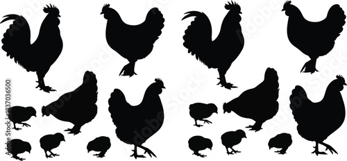 Chicken silhouettes, rooster and hen shapes, poultry illustration, farm animals, black silhouettes, chicks group, livestock icons, educational vector, rustic design, bird graphics