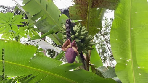 Banana plant with green fruit outdoors