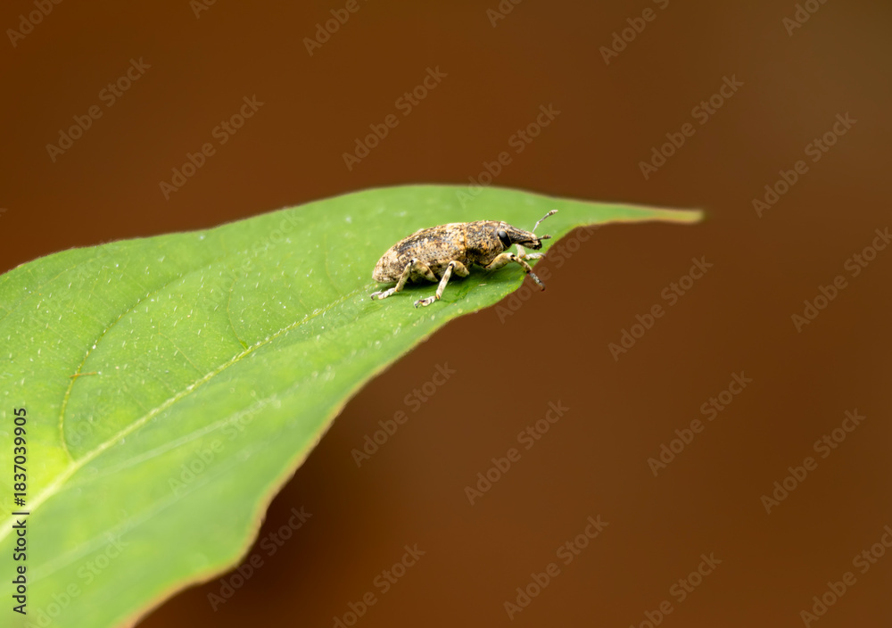 Naklejka premium A close-up, high-resolution photograph of a small, brown insect, likely a weevil or similar arachnid like a tick, resting on the edge of a vibrant green leaf. The image emphasizes the intricate detail