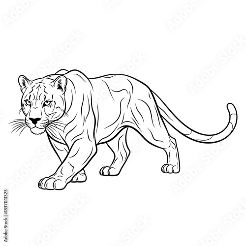 Detailed black and white line art drawing of a large feline predator in a stalking pose