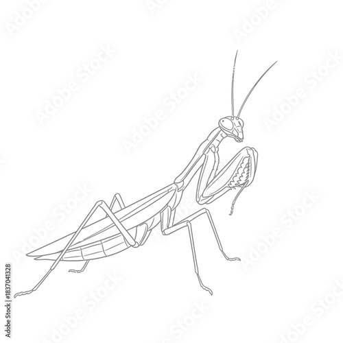 Praying mantis line art drawing, simple outline illustration for educational purposes or coloring page