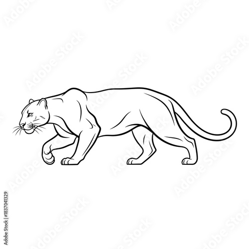 A black and white line drawing of a powerful puma or panther walking stealthily