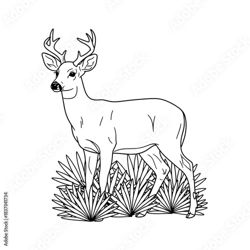Detailed black and white line drawing of a majestic buck with antlers standing in tall grass