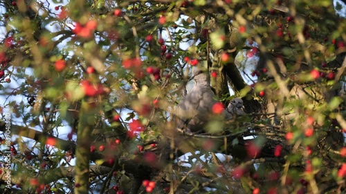 Doves resting among vibrant red berries in dense woodland foliage.
