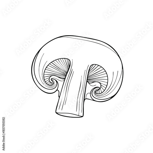 A detailed line drawing of a mushroom with a curved cap and stem on a white background.