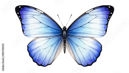 A vibrant blue morpho butterfly with intricately patterned wings is displayed against a white background.
