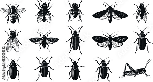 Collection of various insect and bug silhouettes isolated on