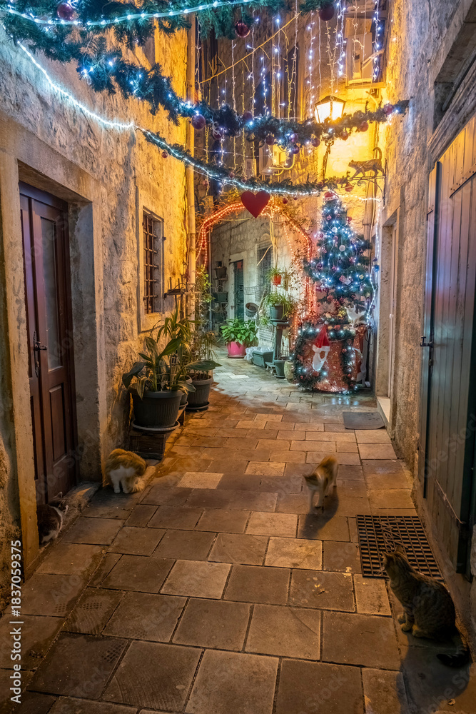Fototapeta premium Narrow alley with cats decorated with garland and string lights in Kotor