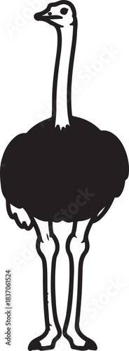 A Beautiful Ostrich Bird