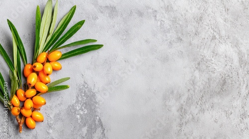 Sea buckthorn berries with green leaves on gray background