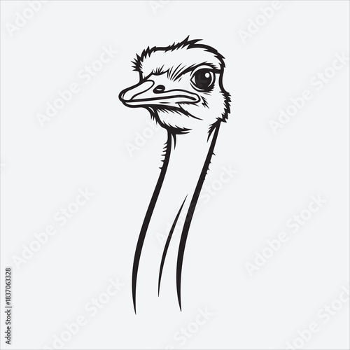 A Beautiful Ostrich Bird Heard
