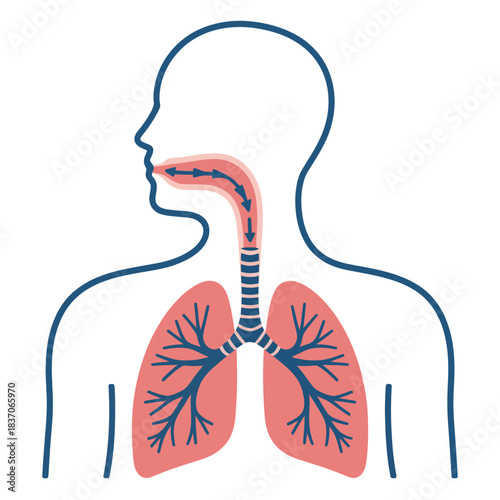 Diagram of human respiratory system showing intake of breath lungs trachea and bronchial tubes anatomical medical illustration graphic