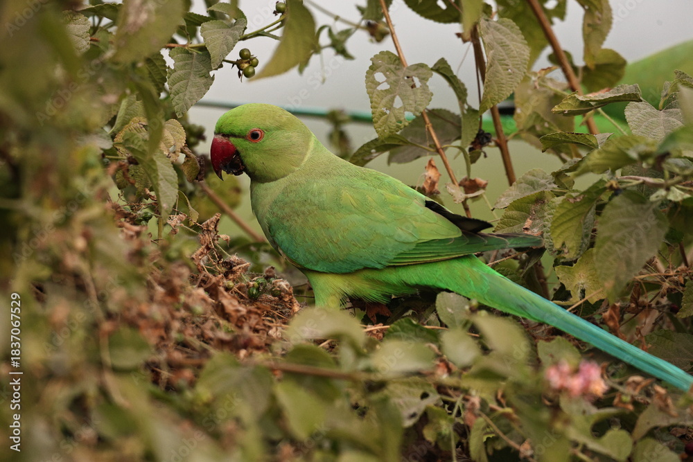 Obraz premium Rose ringed Parakeet